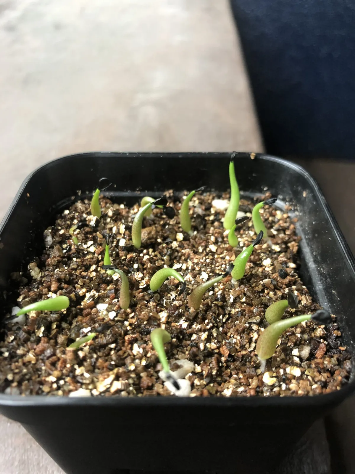 Agave oteroi Lot. (アガベ オテロイ)