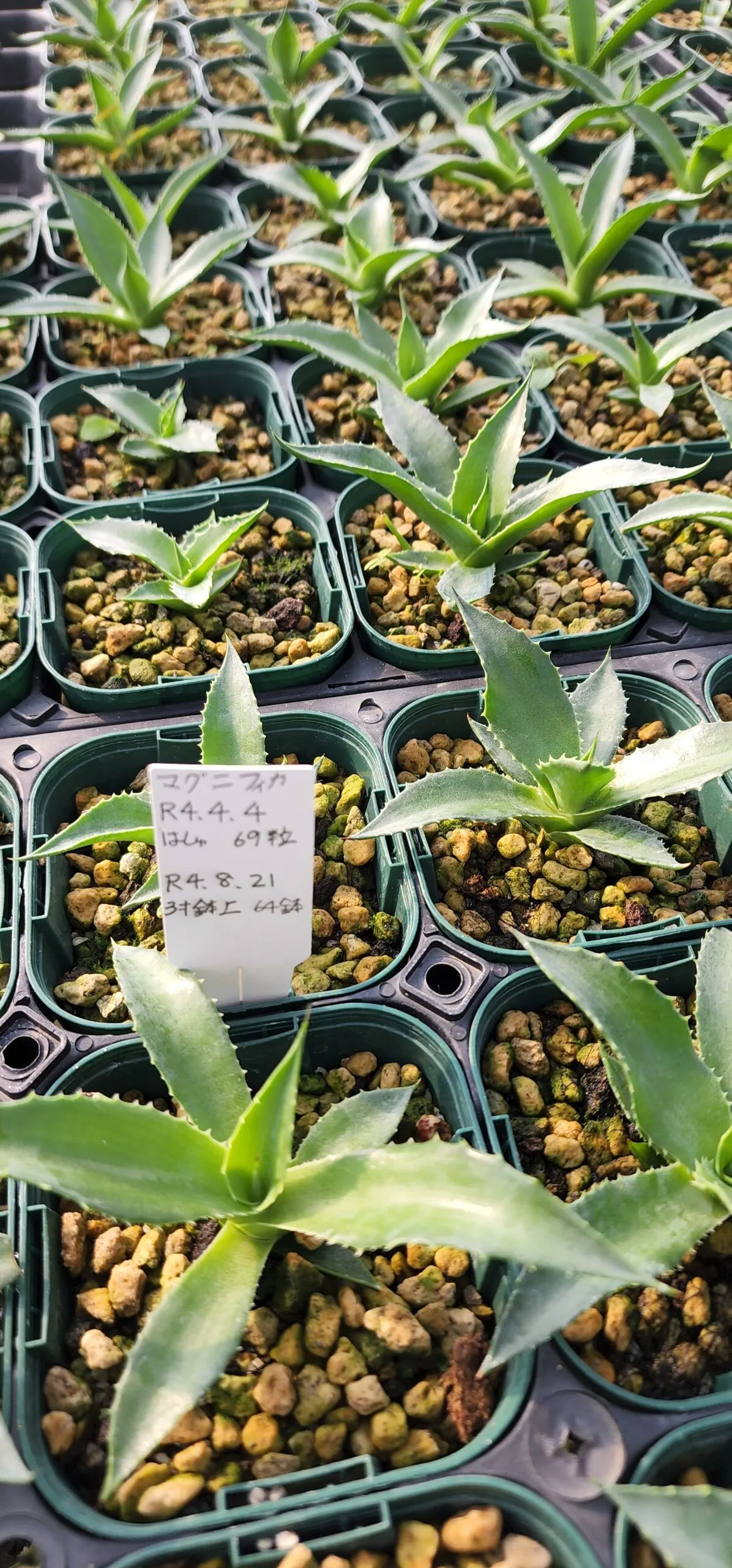 Agave sp. (アガベ マグニフィカ)