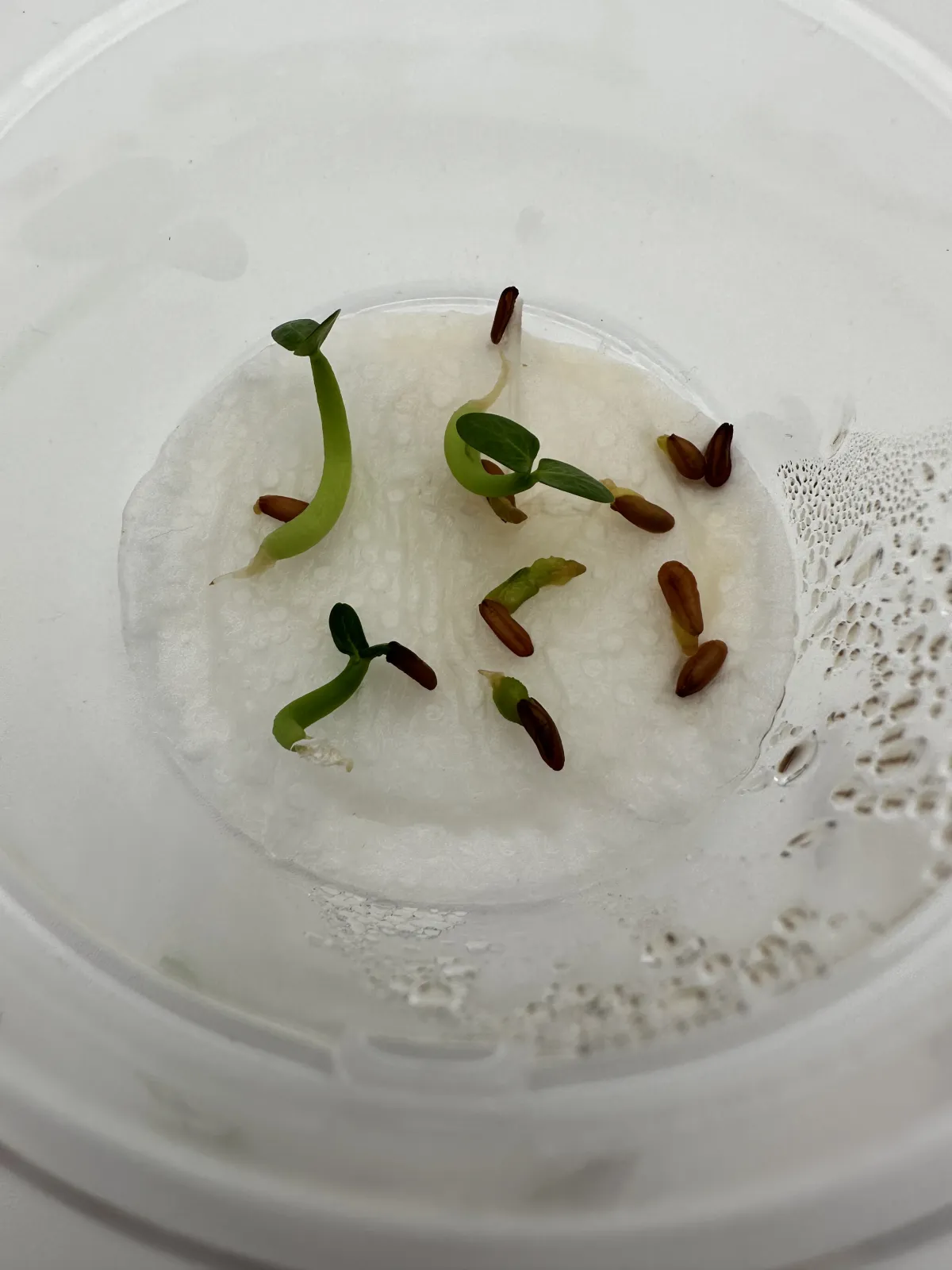 Pachypodium densiflorum var. densiflorum (パキポディウム デンシフローラム)