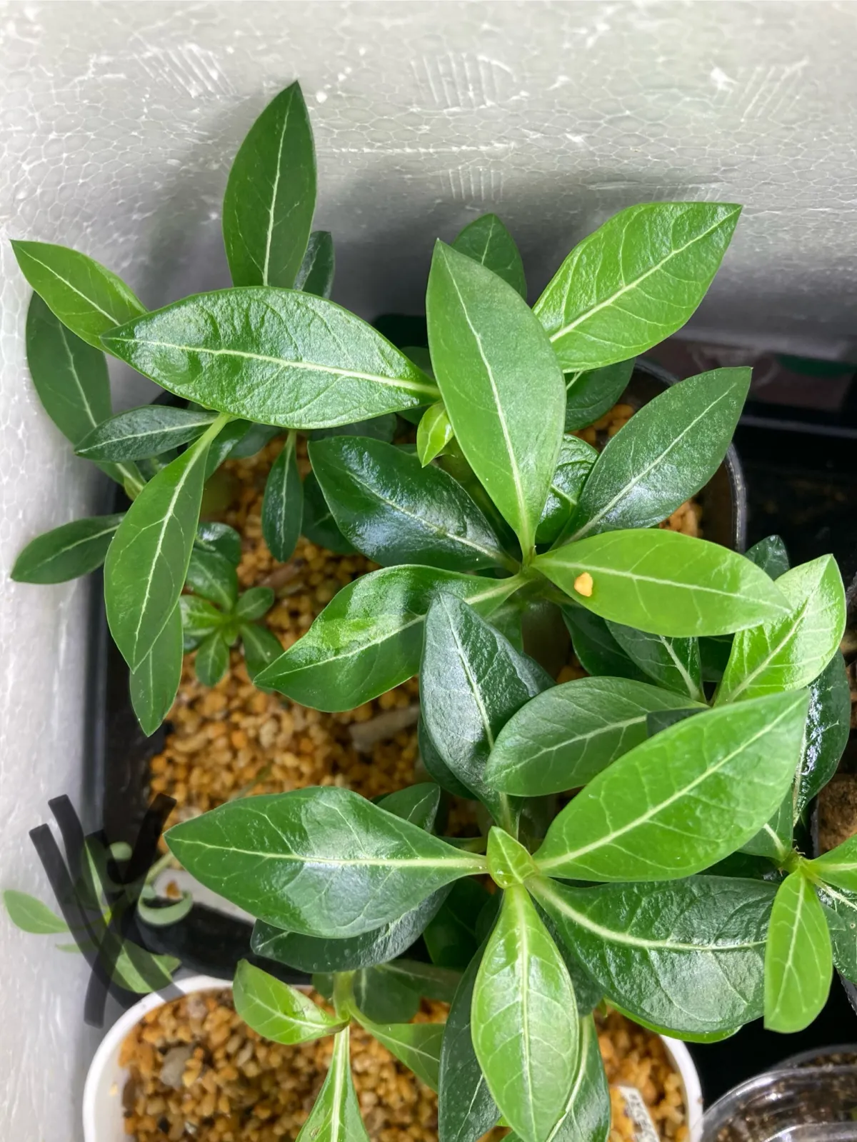 Adenium somalens (アデニウム ソマレンセ)