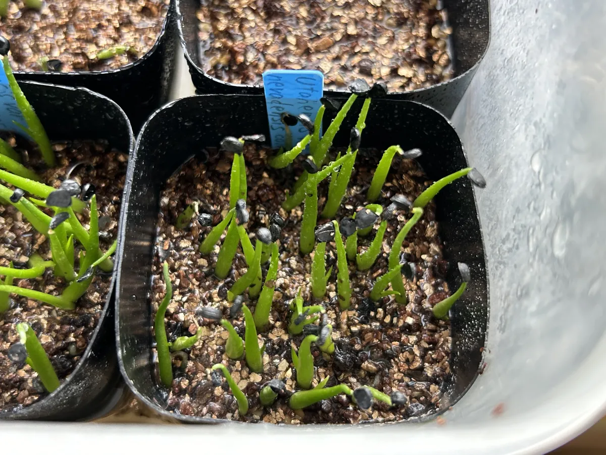 Agave utahensis v. nevadensis Compacta (アガベ ネバデンシス コンパクタ)