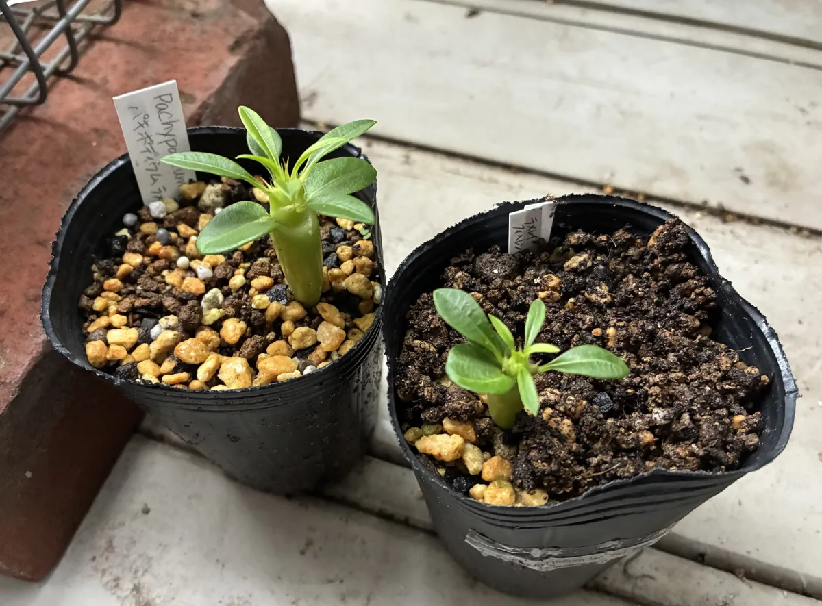Pachypodium lamerei Fiherense (パキポディウム フィヘレンセ)