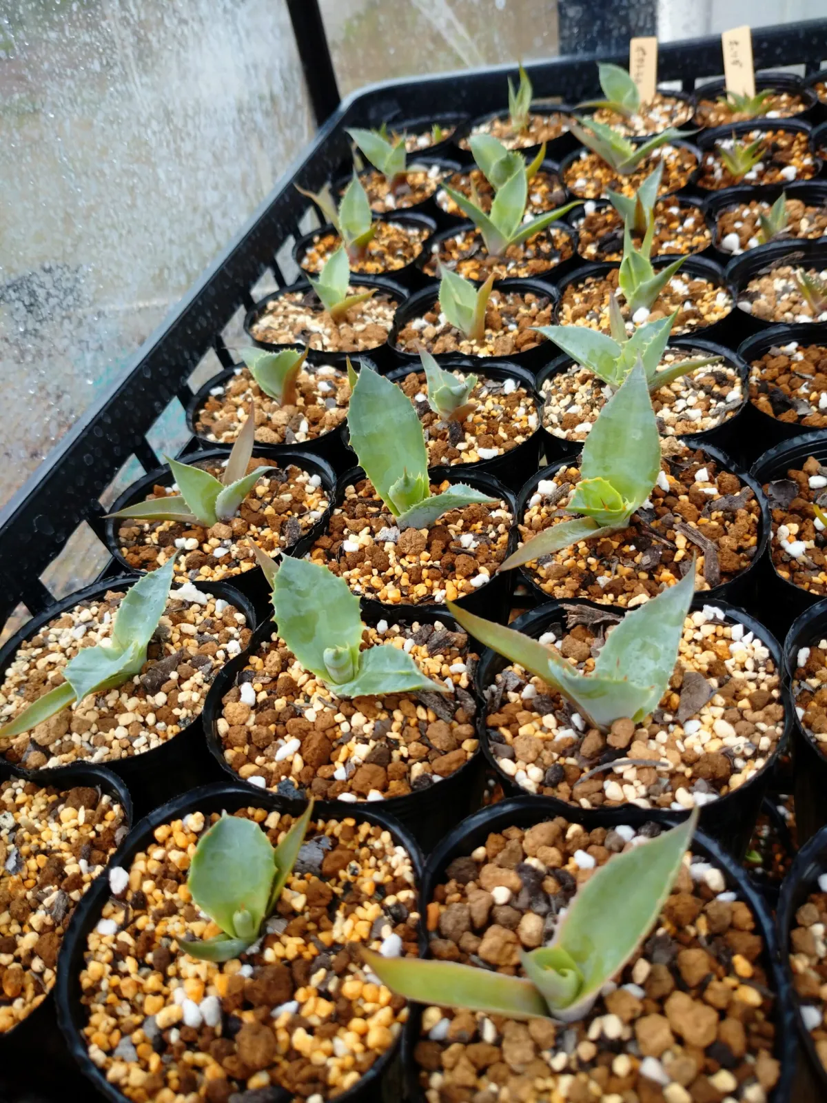 Agave potatorum (アガベ ポタトラム)