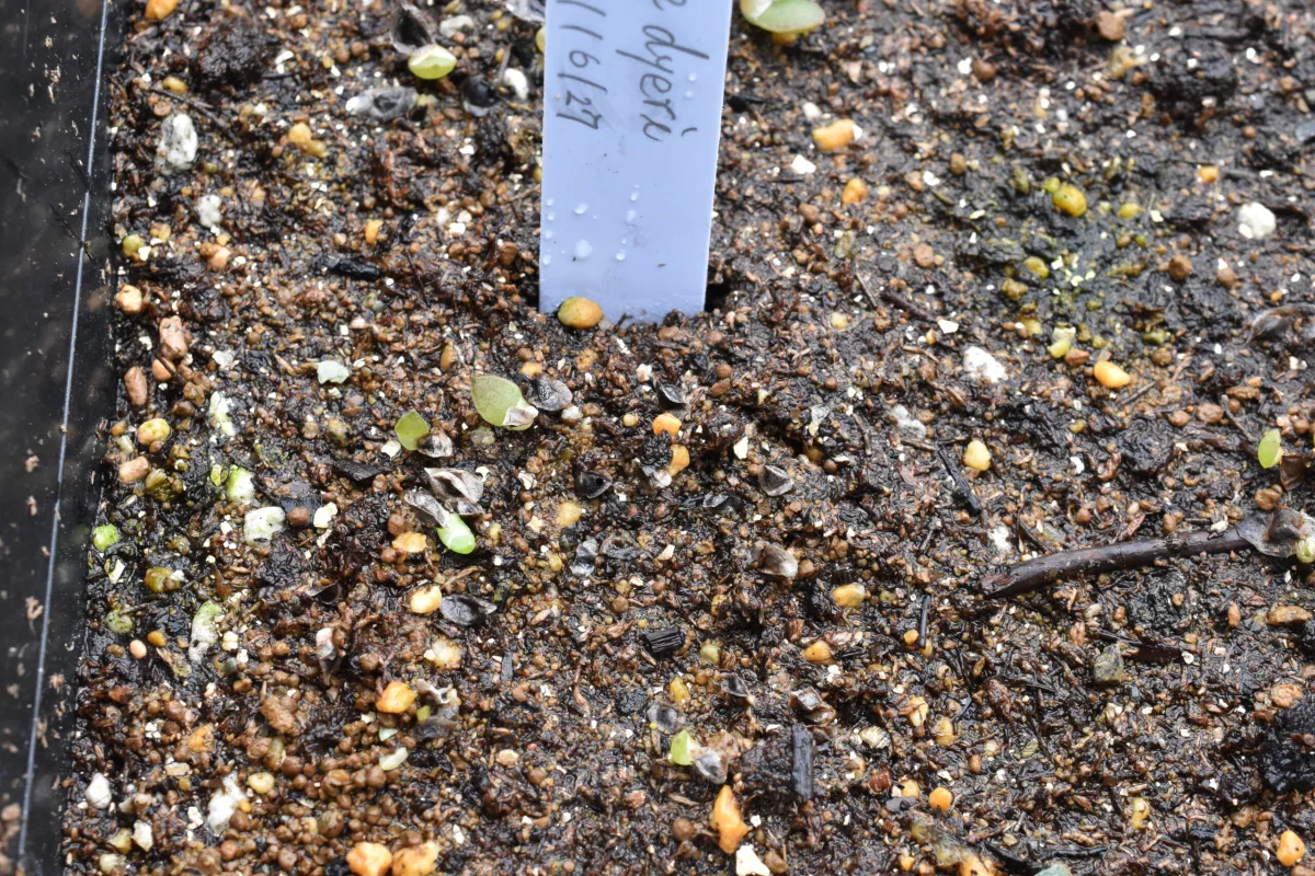 Aloe dyeri (アロエ ダイエリ)