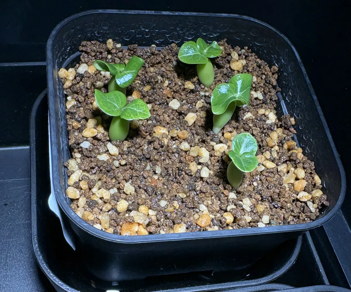 DHA PPL Adenium DHA PPL (アデニウム)
