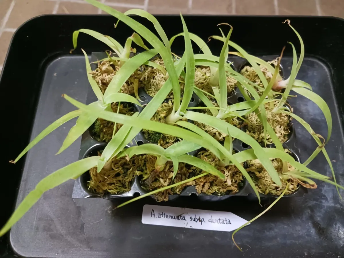 Agave attenuata subsp. dentata (アガベ アテナータ デンタータ)