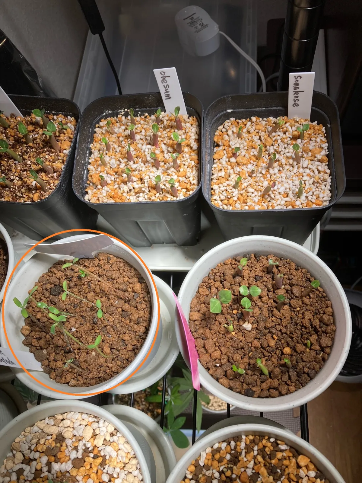 Euphorbia stenoclada (ユーフォルビア ステノクラーダ)