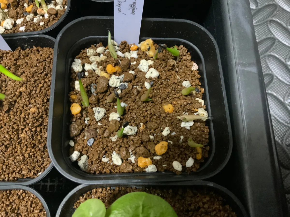 Agave victoriae-reginae Huasteca Canyon (アガベ フアステカキャニオン)