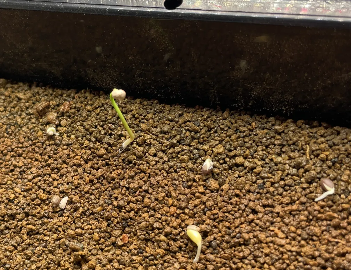 Euphorbia stenoclada (ユーフォルビア ステノクラーダ)