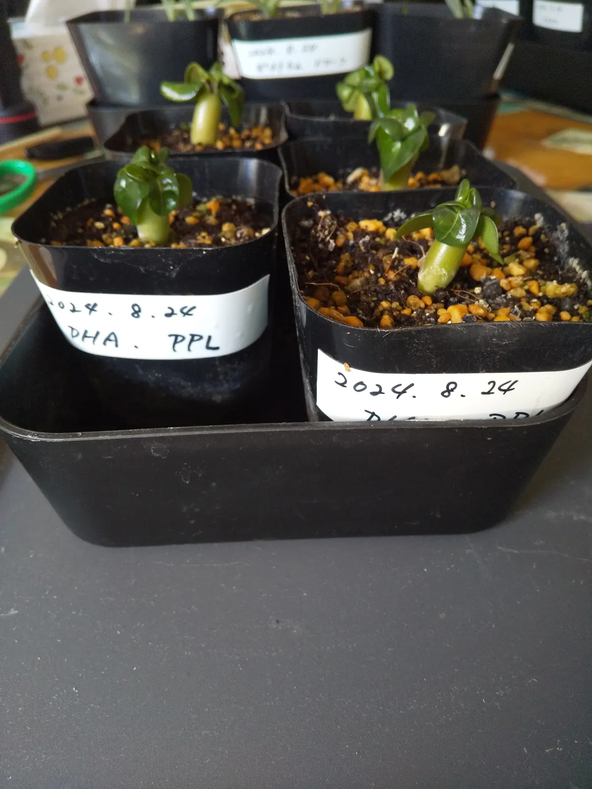 DHA PPL Adenium DHA PPL (アデニウム)