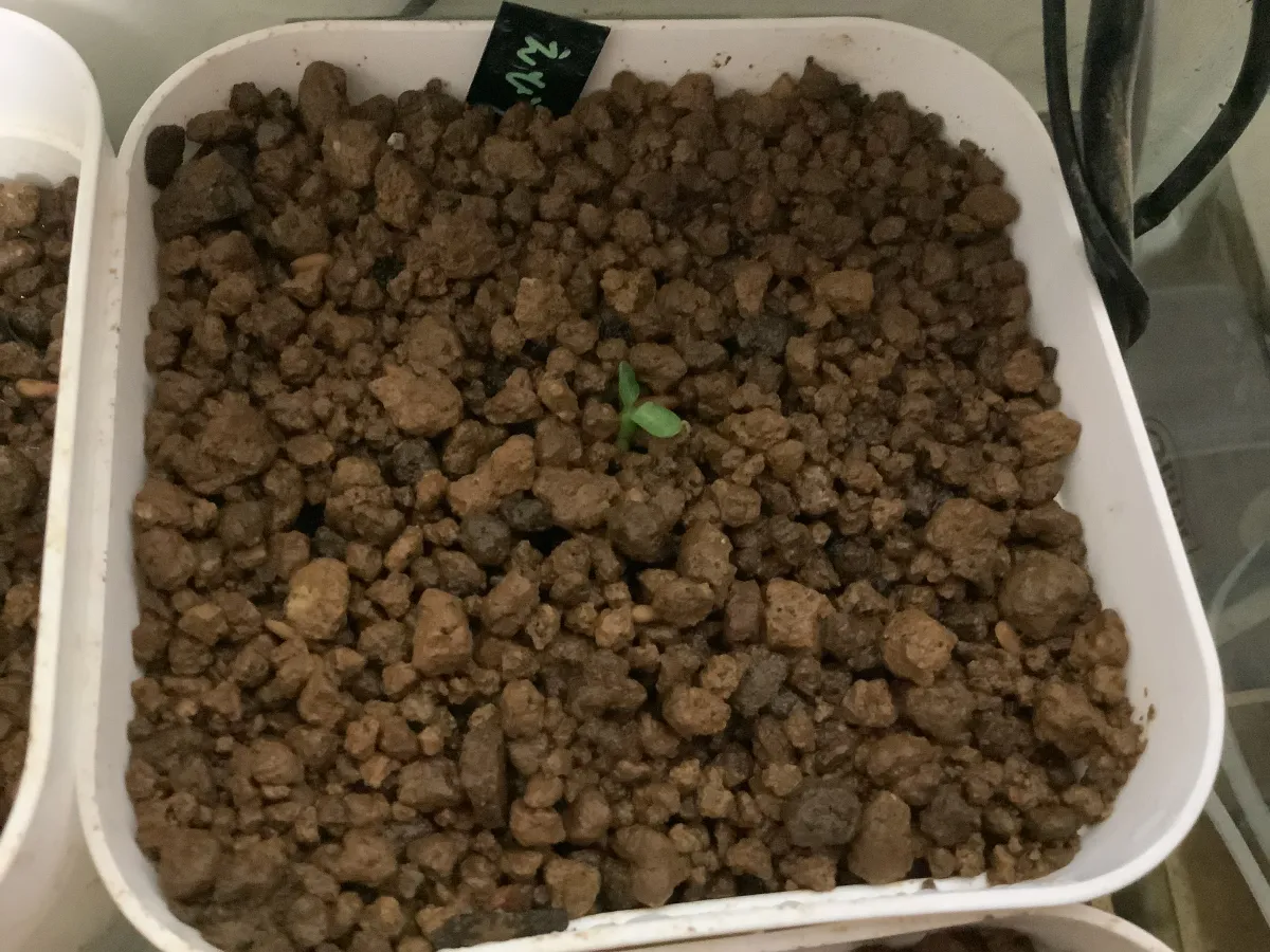 Pachypodium brevicaule subsp. leucoxanthum (パキポディウム レウコキサンツム)