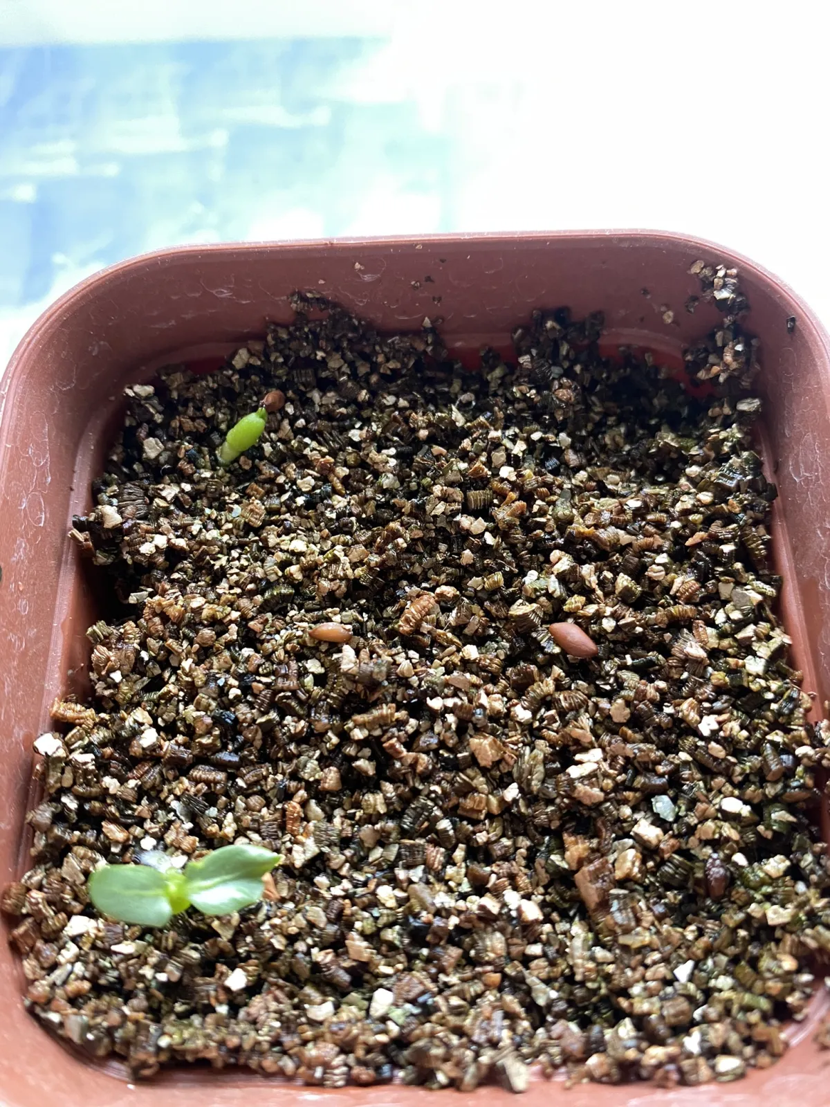 Pachypodium brevicaule subsp. leucoxanthum (パキポディウム レウコキサンツム)