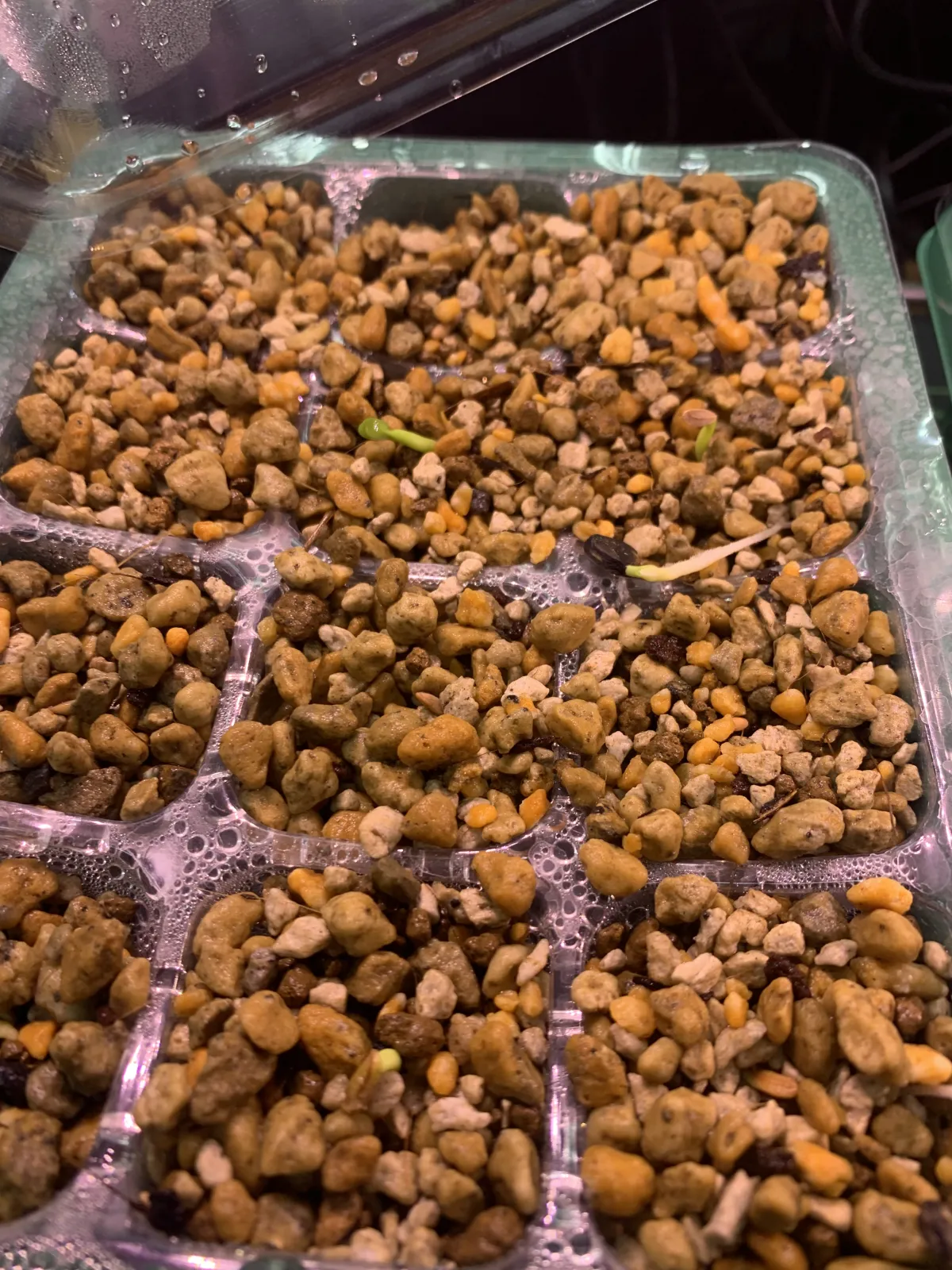 Pachypodium rosulatum ssp. makayense (パキポディウム マカイエンセ)