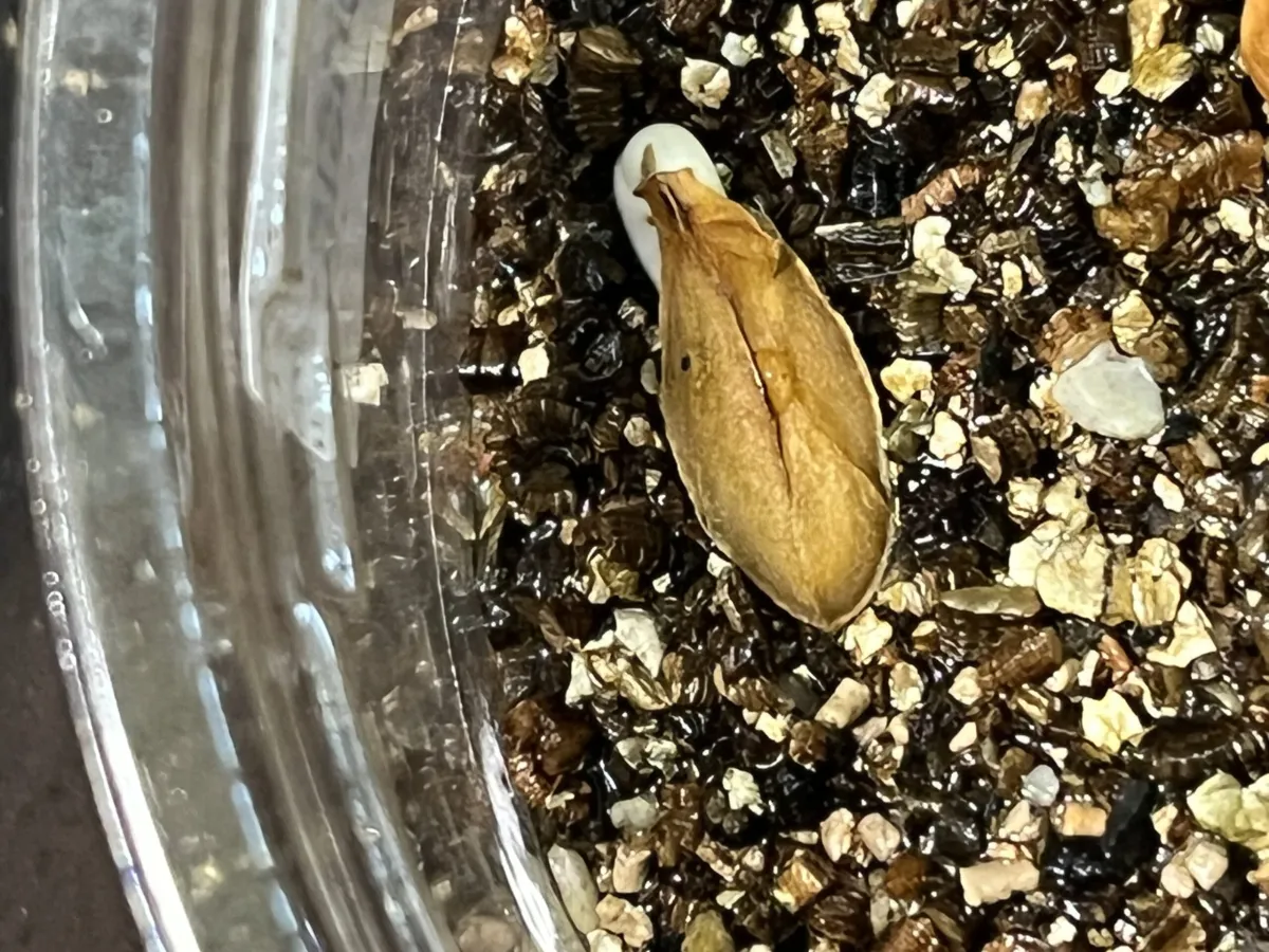 Petopentia natalensis (ペトペンチア ナタレンシス)