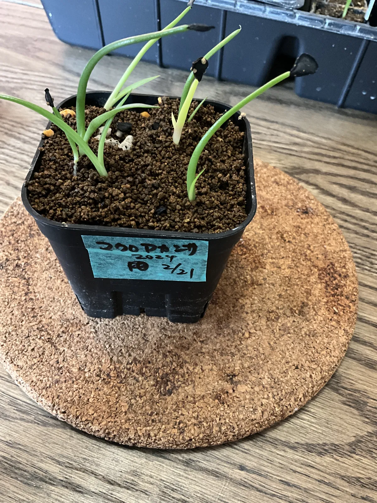 Agave macroacantha (アガベ マクロアカンサ)