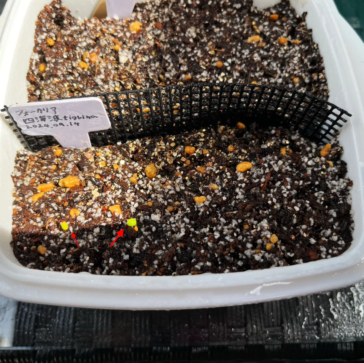 Faucaria tigrina (フォーカリア ティグリナ 四海波)