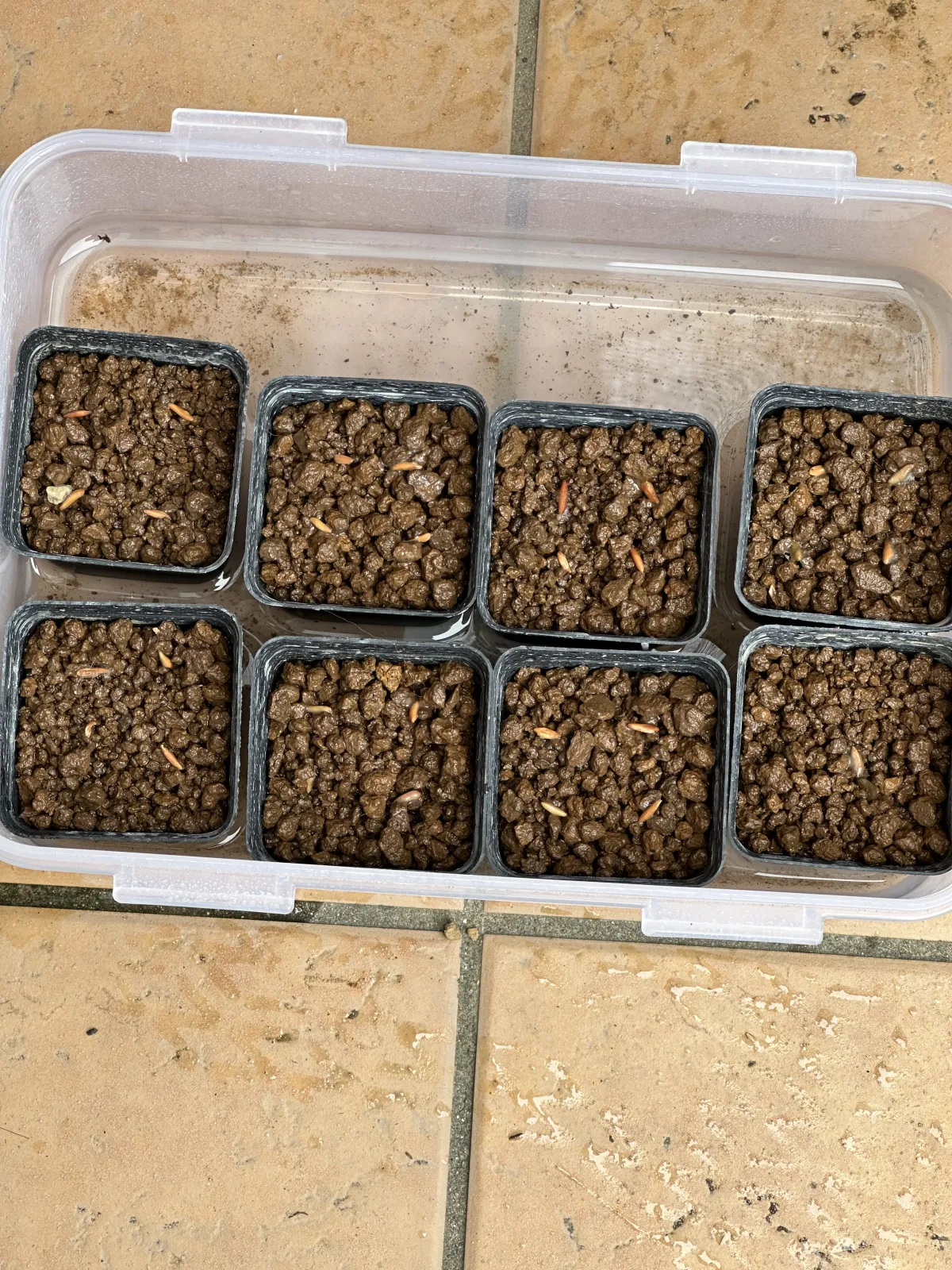 Pachypodium rosulatum var. gracilius ([無料種子] 発芽難 パキポディウム グラキリス　)
