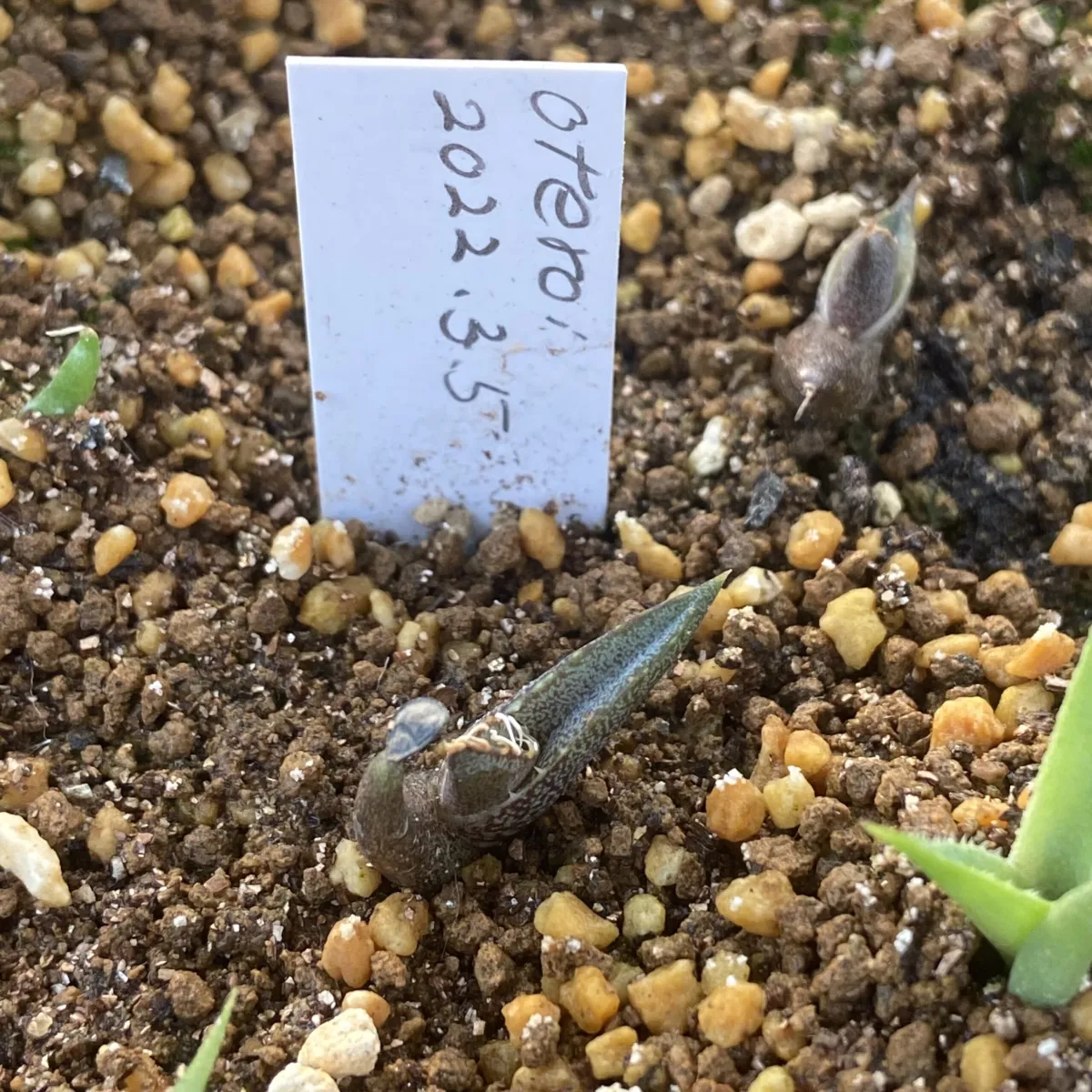 Agave oteroi Lot. (アガベ オテロイ)