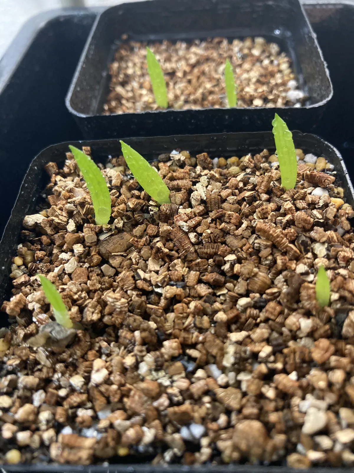 Aloe ramosissima (アロエ ラモシシマ)