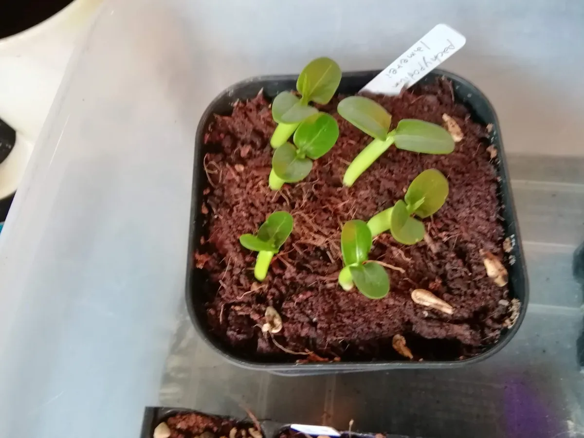 Pachypodium lamerei (パキポディウム ラメレイ)