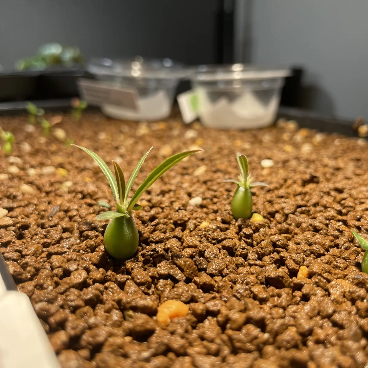 Pachypodium rosulatum ssp. makayense (パキポディウム マカイエンセ)