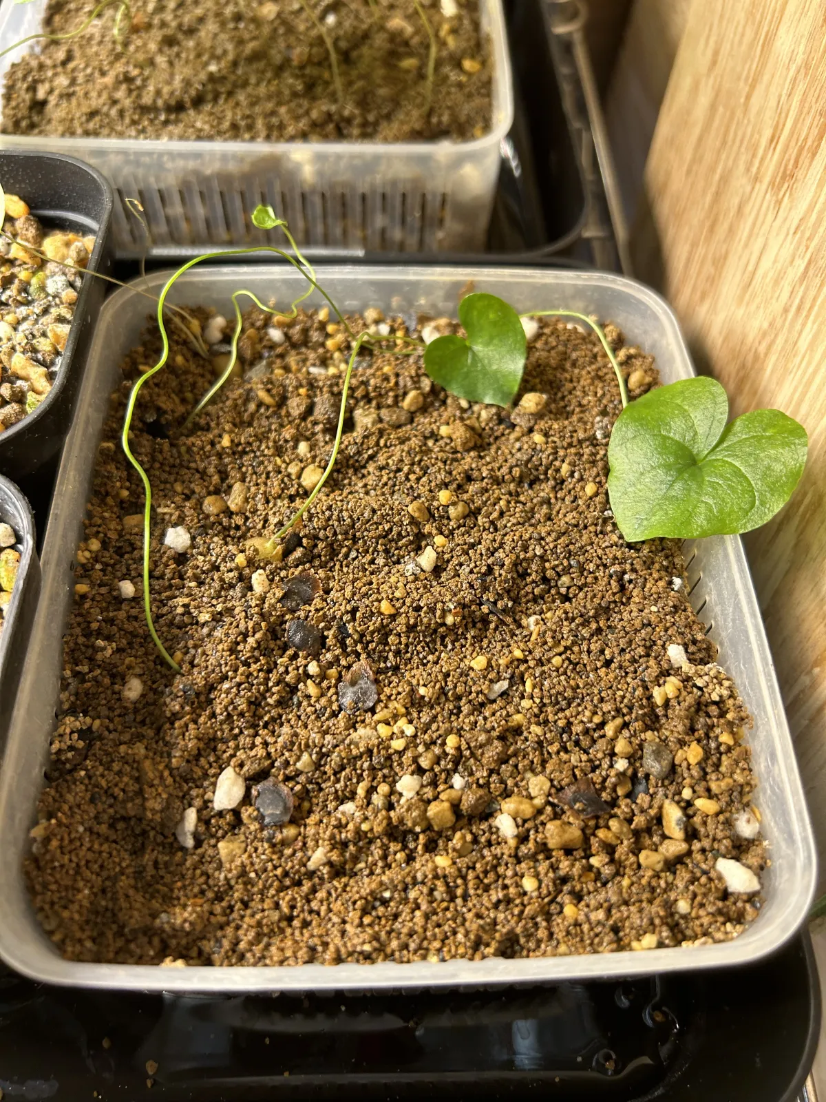 Dioscorea elephantipes (ディオスコレア エレファンティペス)