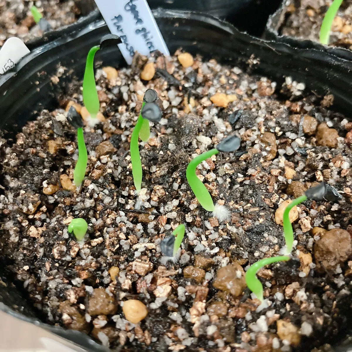 Agave ghiesbreghtii (アガベ パルプソーラム)