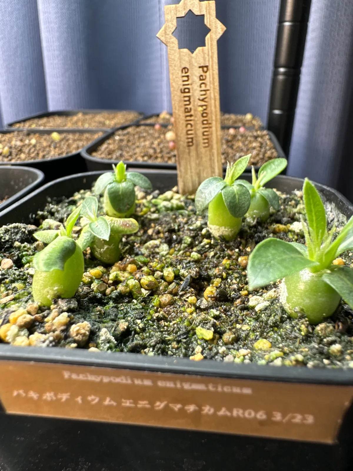 Pachypodium enigmaticum (パキポディウム エニグマチカム)