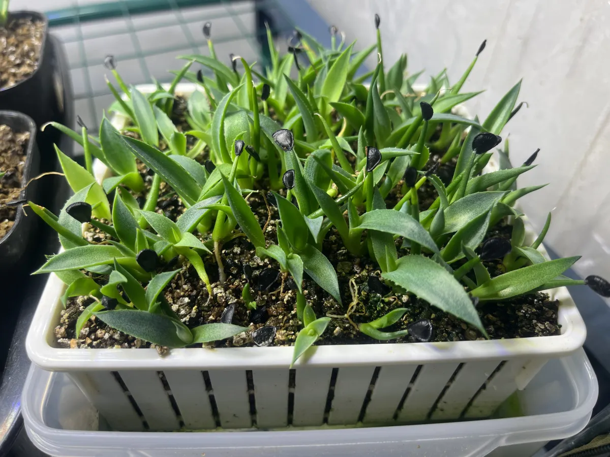 Agave parryi ssp. neomexicana (アガベ ネオメキシカーナ)