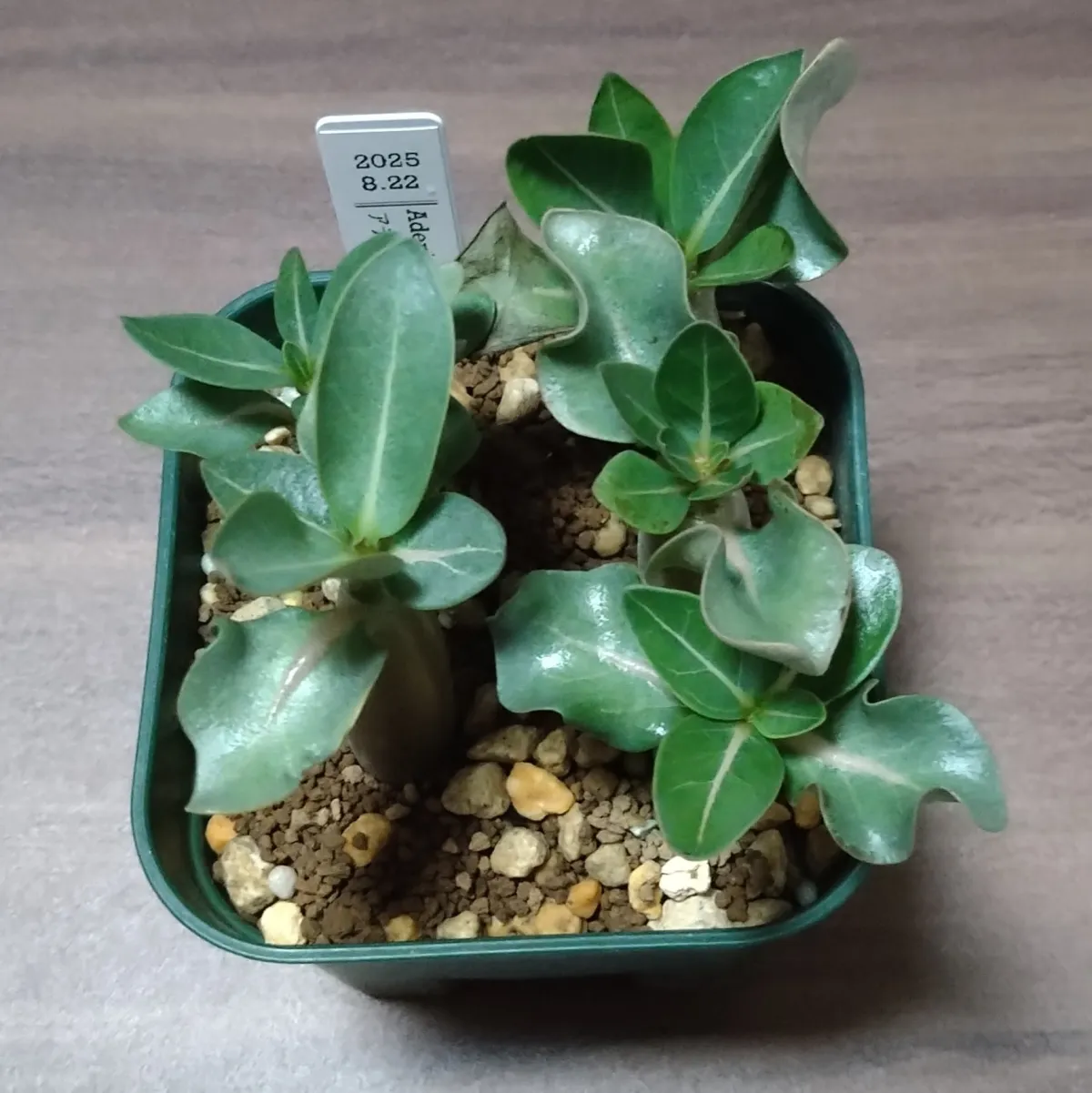 KHZ Adenium thai socotranum KHZ (アデニウム タイ ソコトラナム)