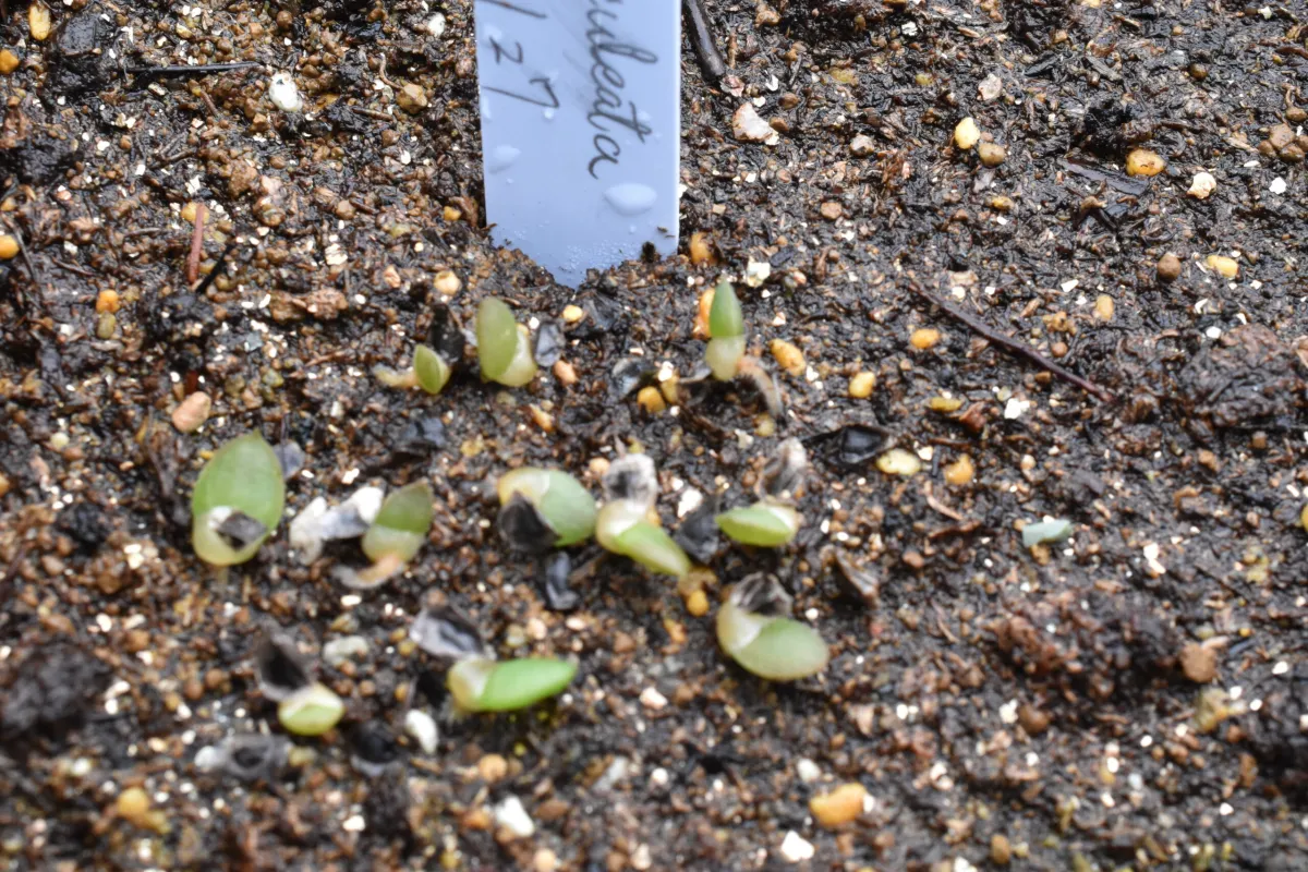 Aloe aculeata (アロエ アクレアータ)