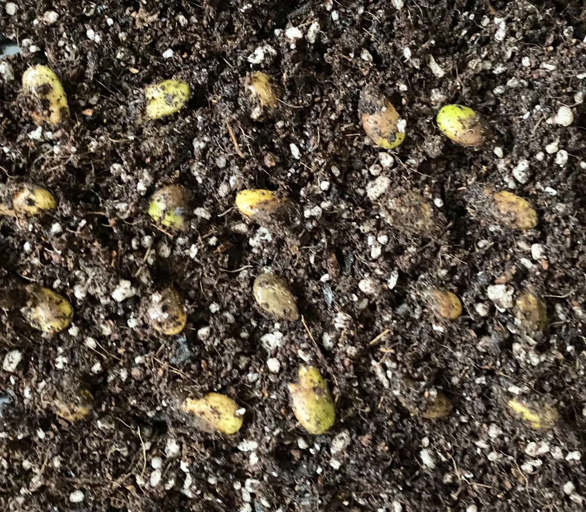 Monstera deliciosa small seeds (モンステラ デリシオーサ （小粒）)