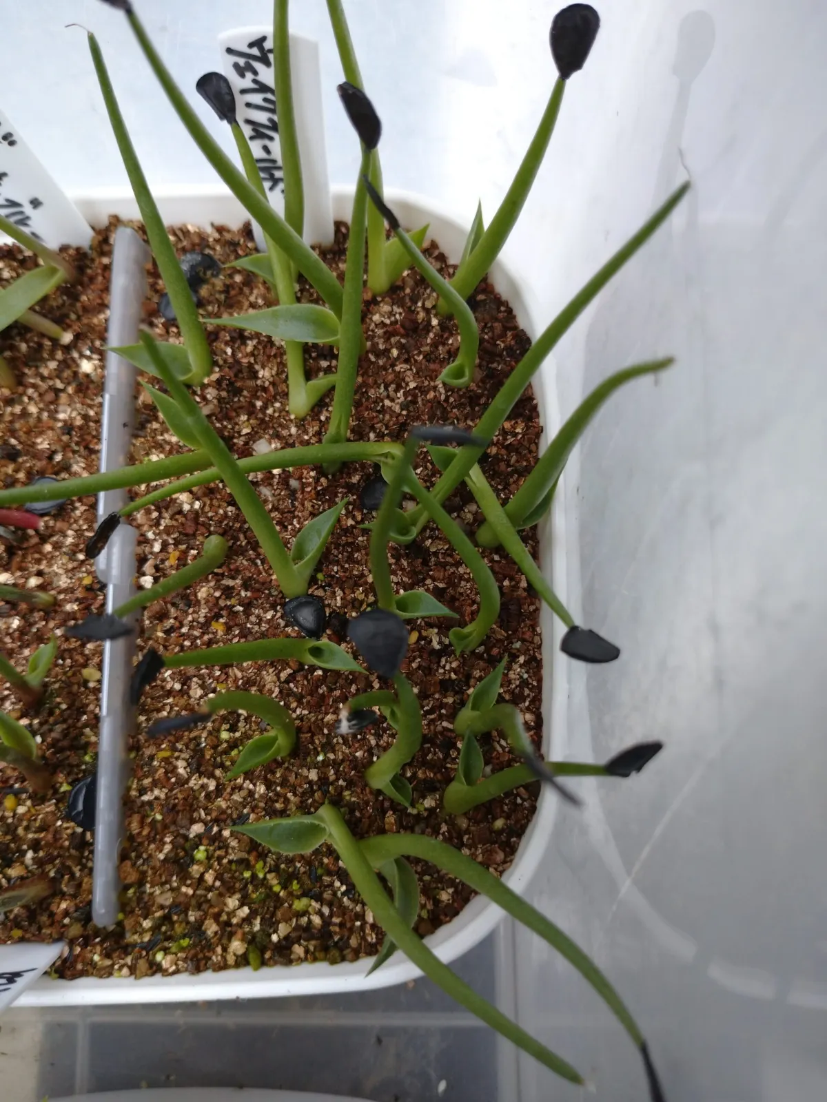 Agave parryi huachucensis Wakefield (アガベ パリー ウェイクフィールド)