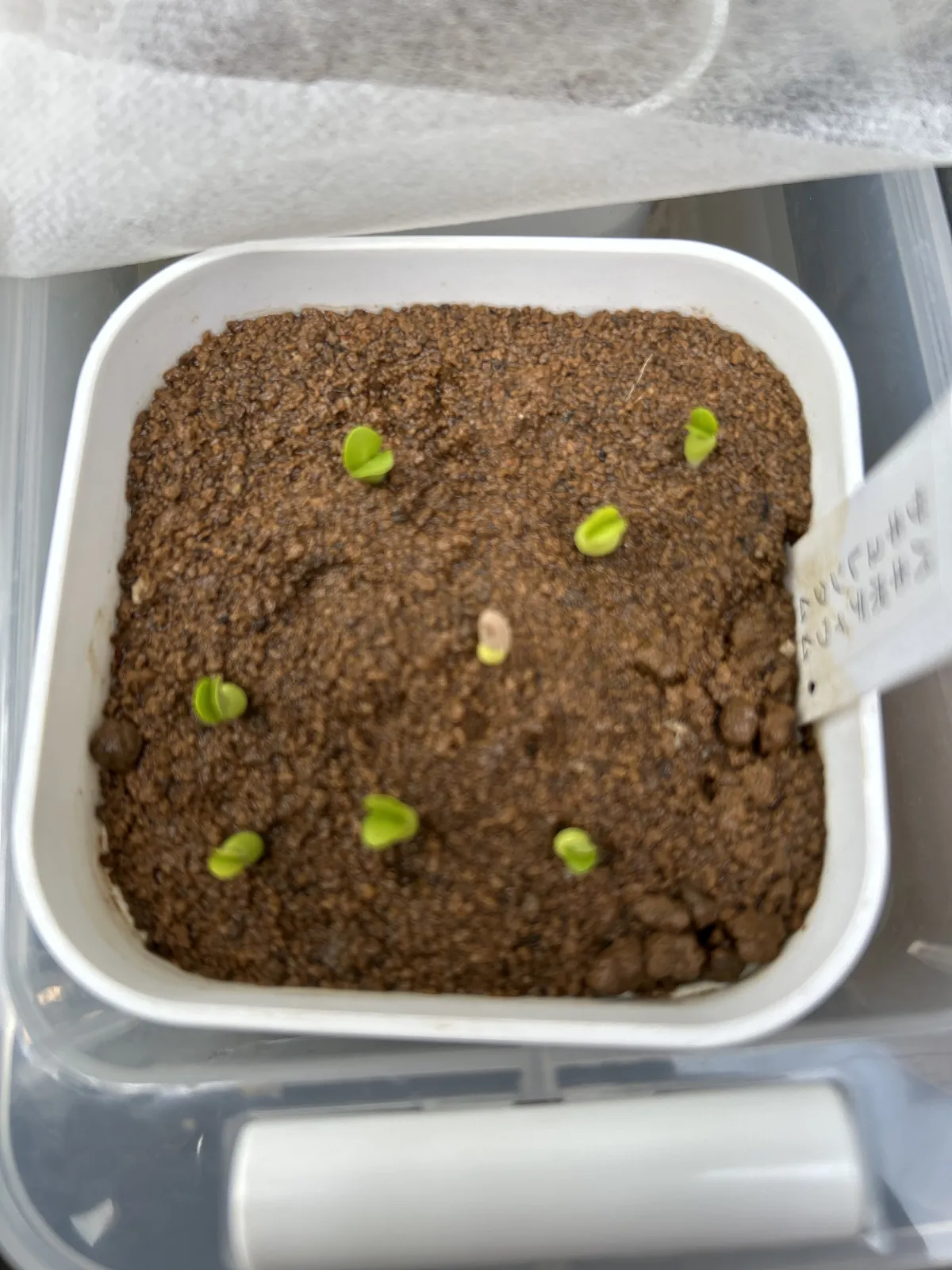 Pachypodium succulentum (パキポディウム サキュレンタム)