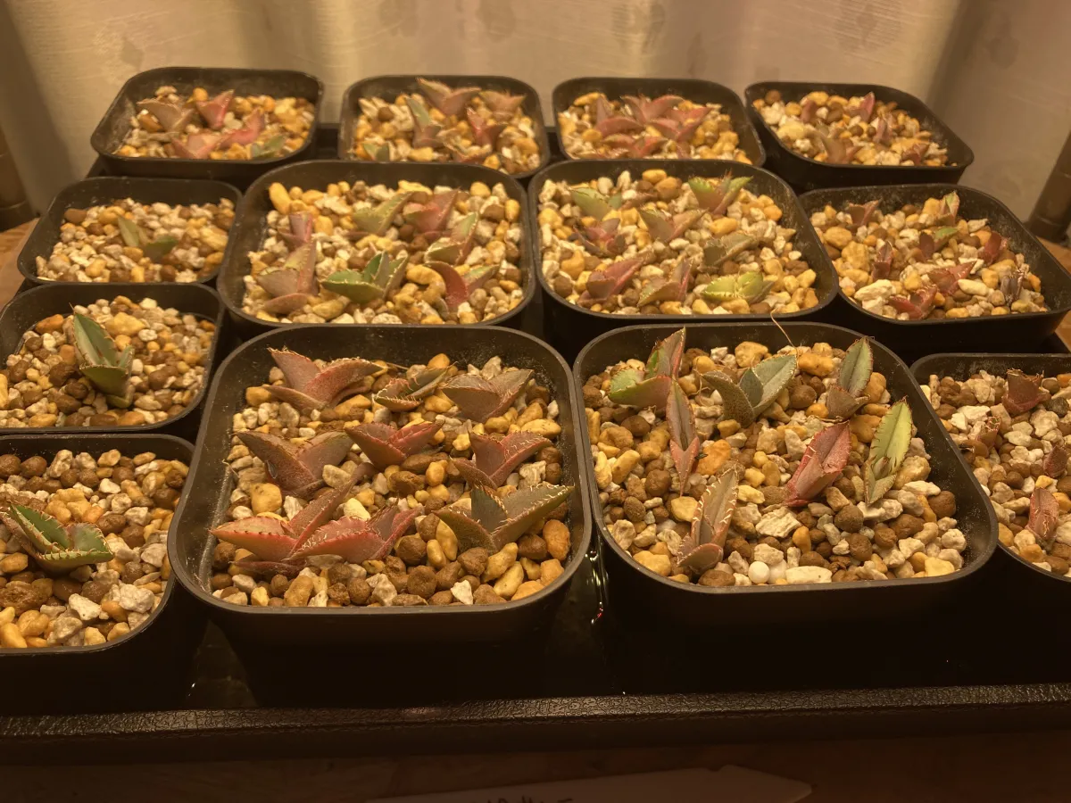 Agave titanota Blue Lot. (アガベ チタノタブルー)