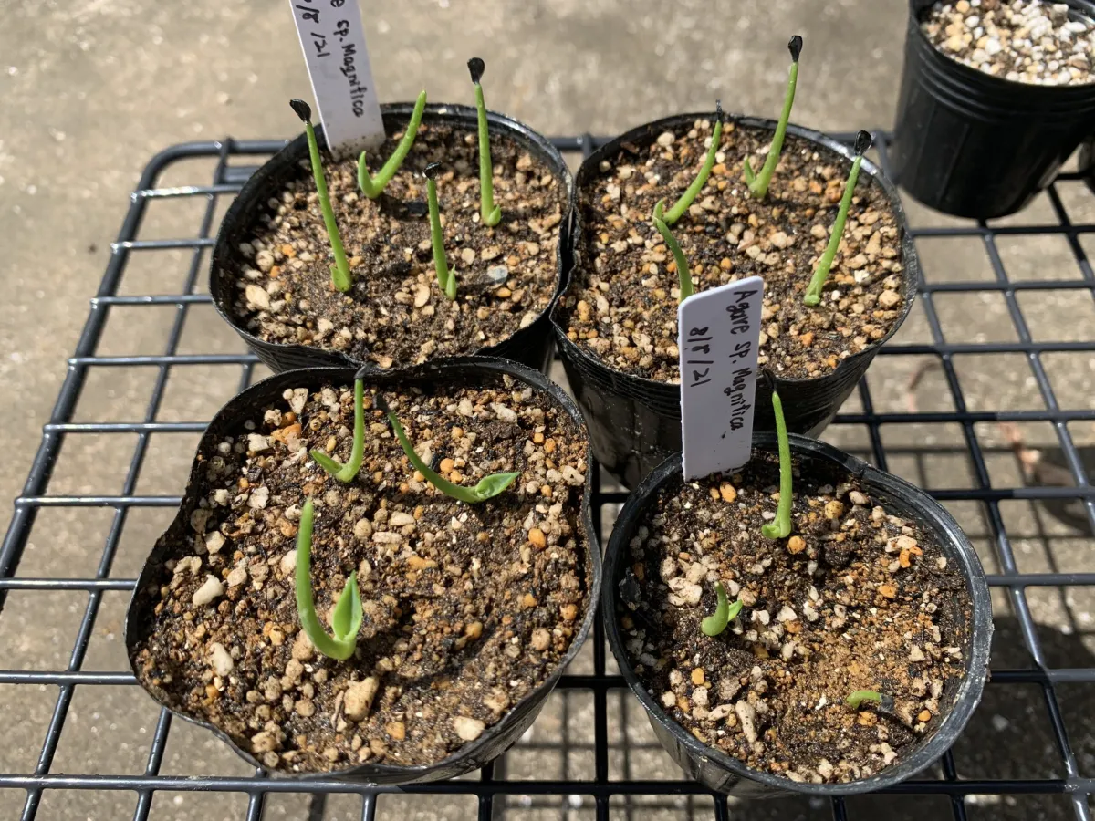 Agave sp. (アガベ マグニフィカ)