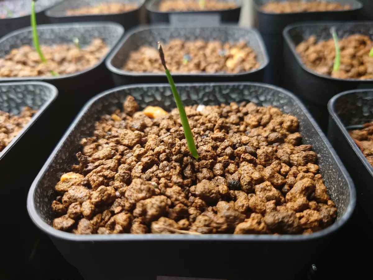 Agave salmiana ssp. salmiana (アガベ サルミアナ)