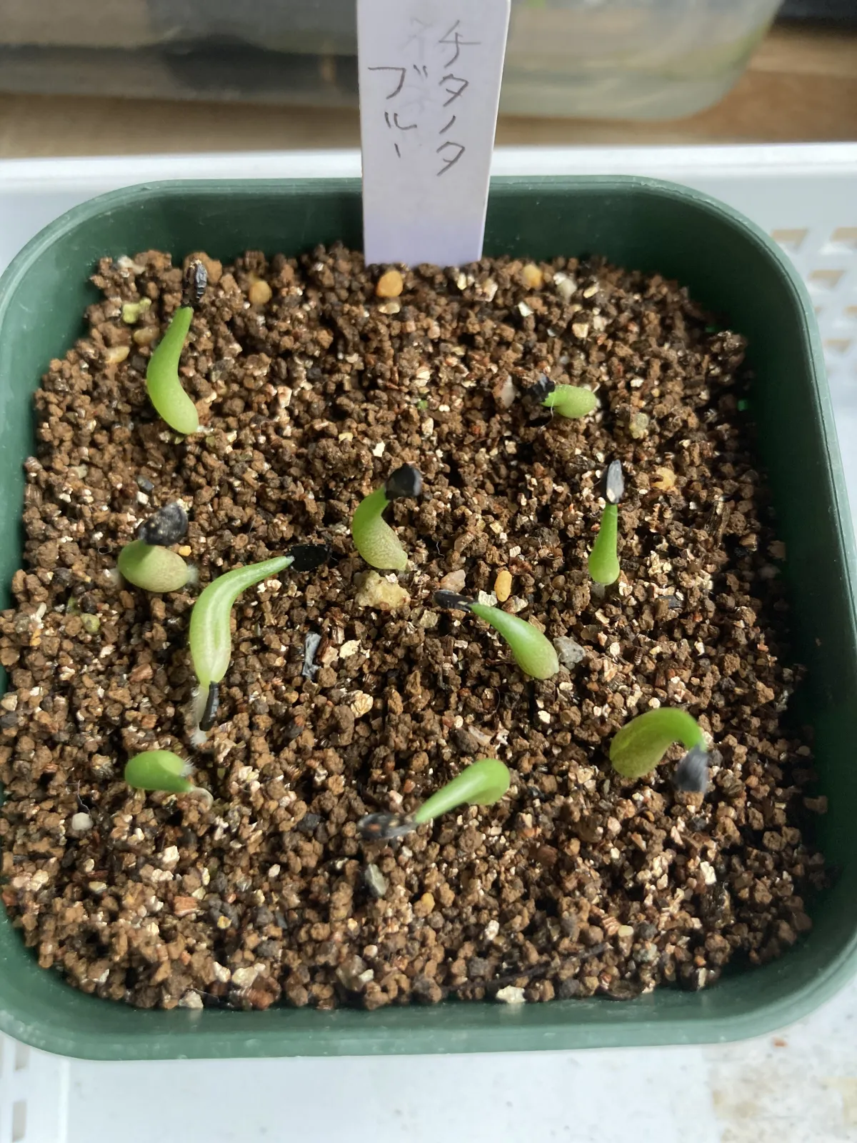 Agave titanota Blue Lot. (アガベ チタノタブルー)