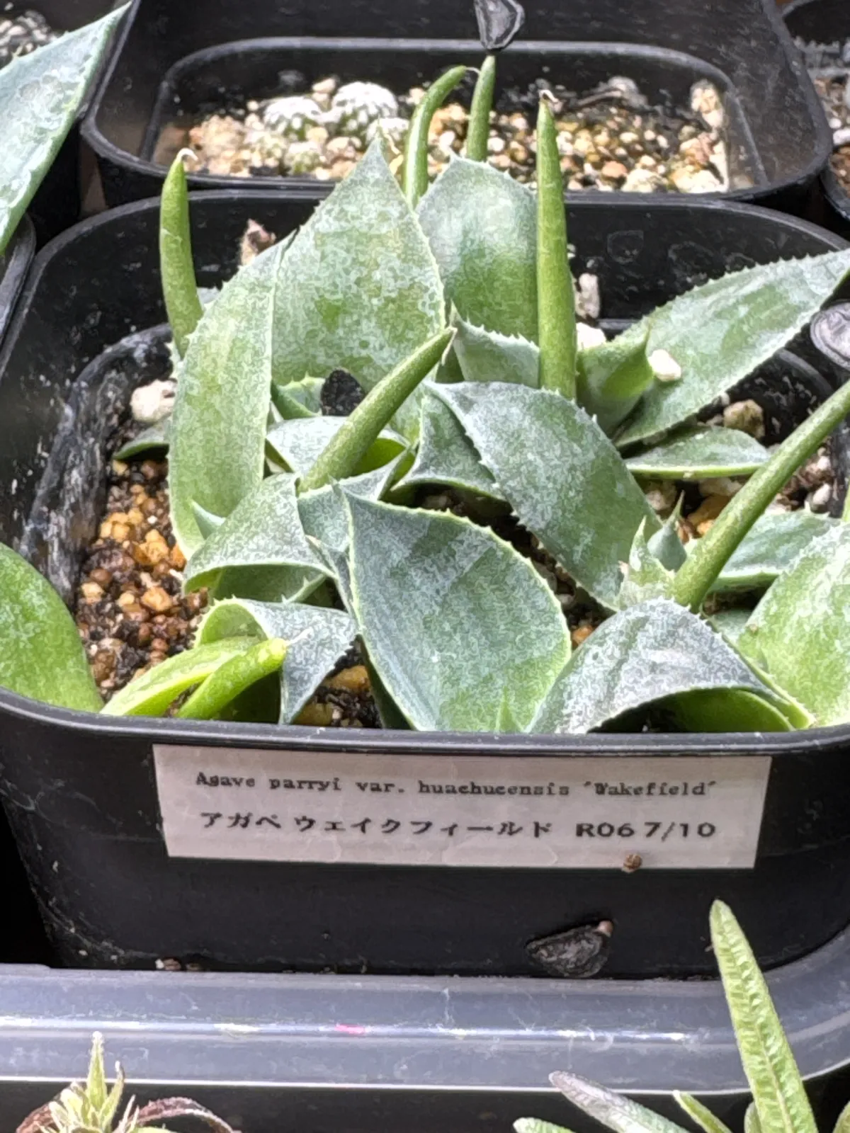 Agave parryi huachucensis Wakefield (アガベ パリー ウェイクフィールド)