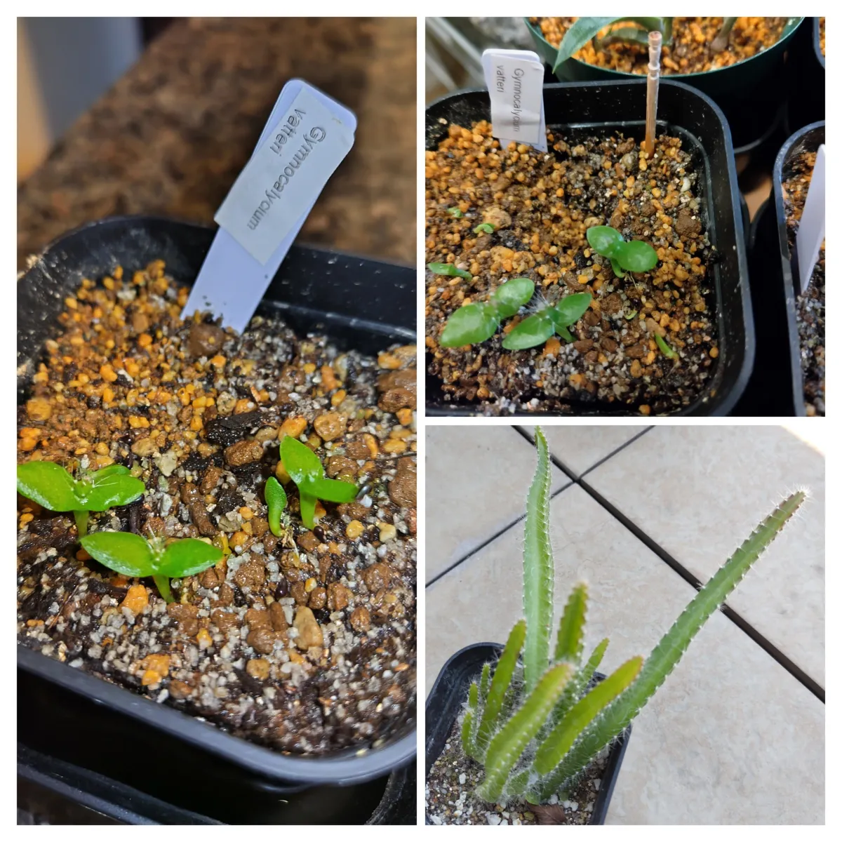 Hylocereus costaricensis (レッドドラゴンフルーツ)