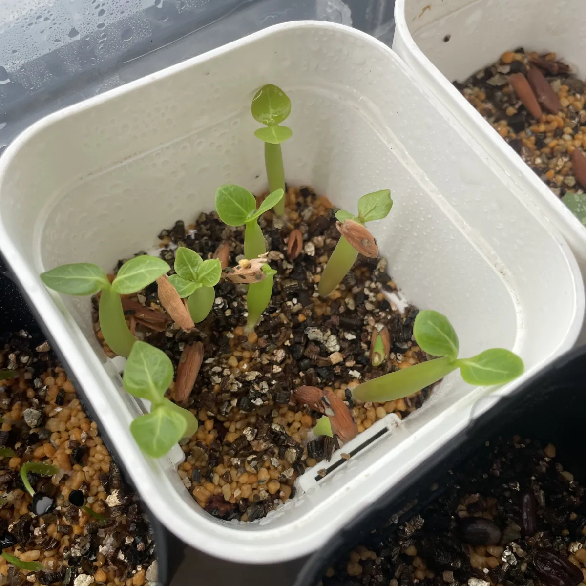 PNW Adenium arabicum phet na wang (アデニウム アラビカム)
