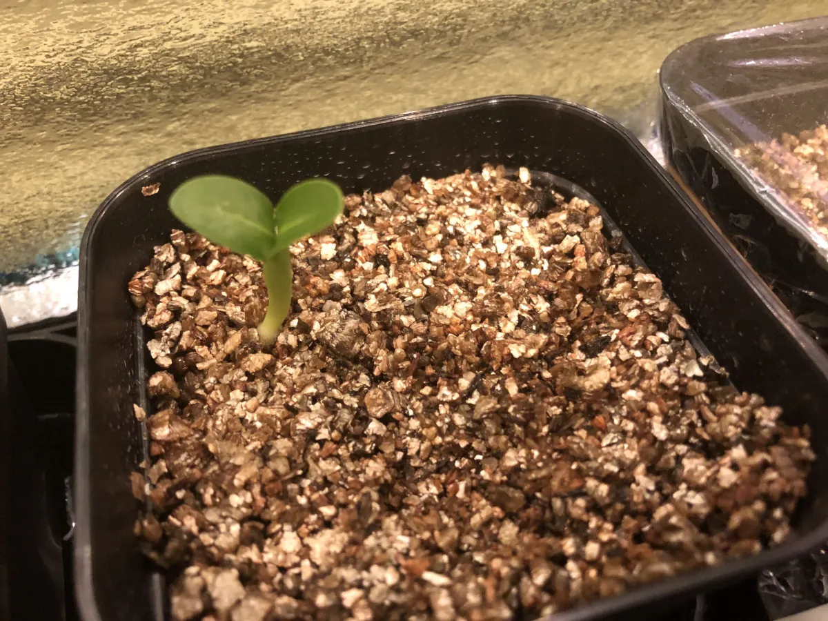 Pachypodium lamerei (パキポディウム ラメレイ)