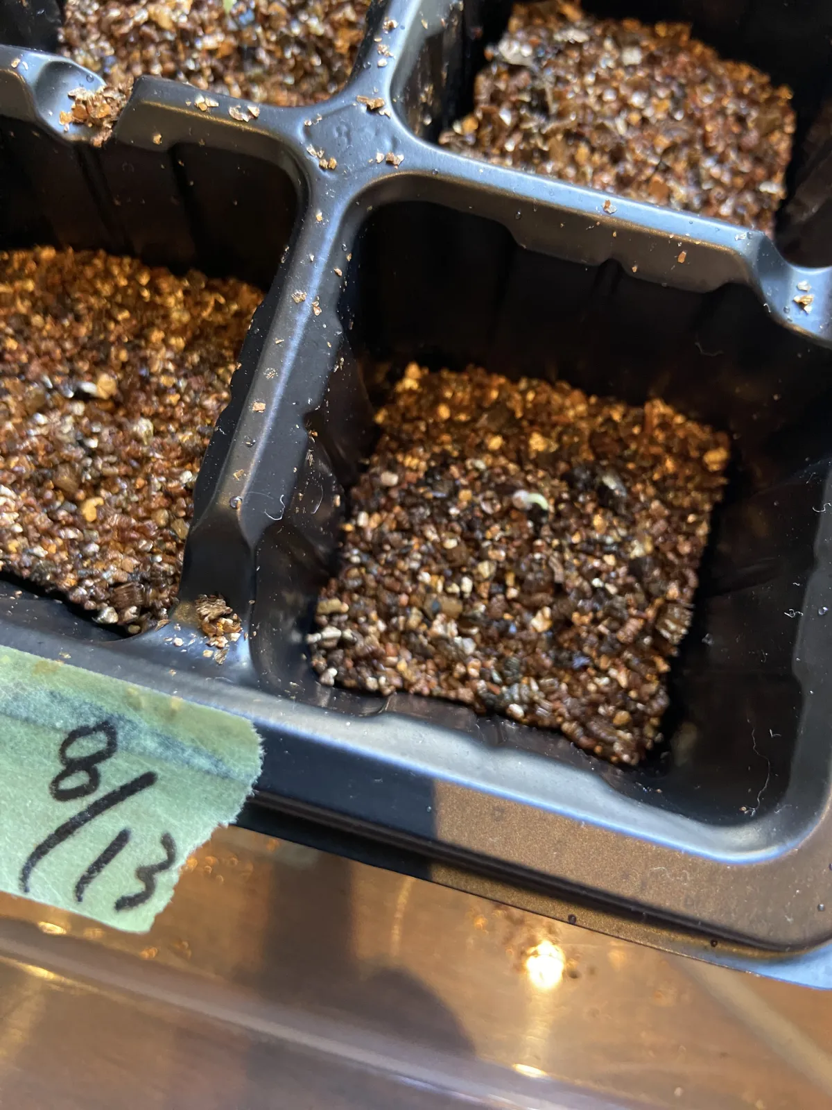Agave titanota Blue Lot. (アガベ チタノタブルー)
