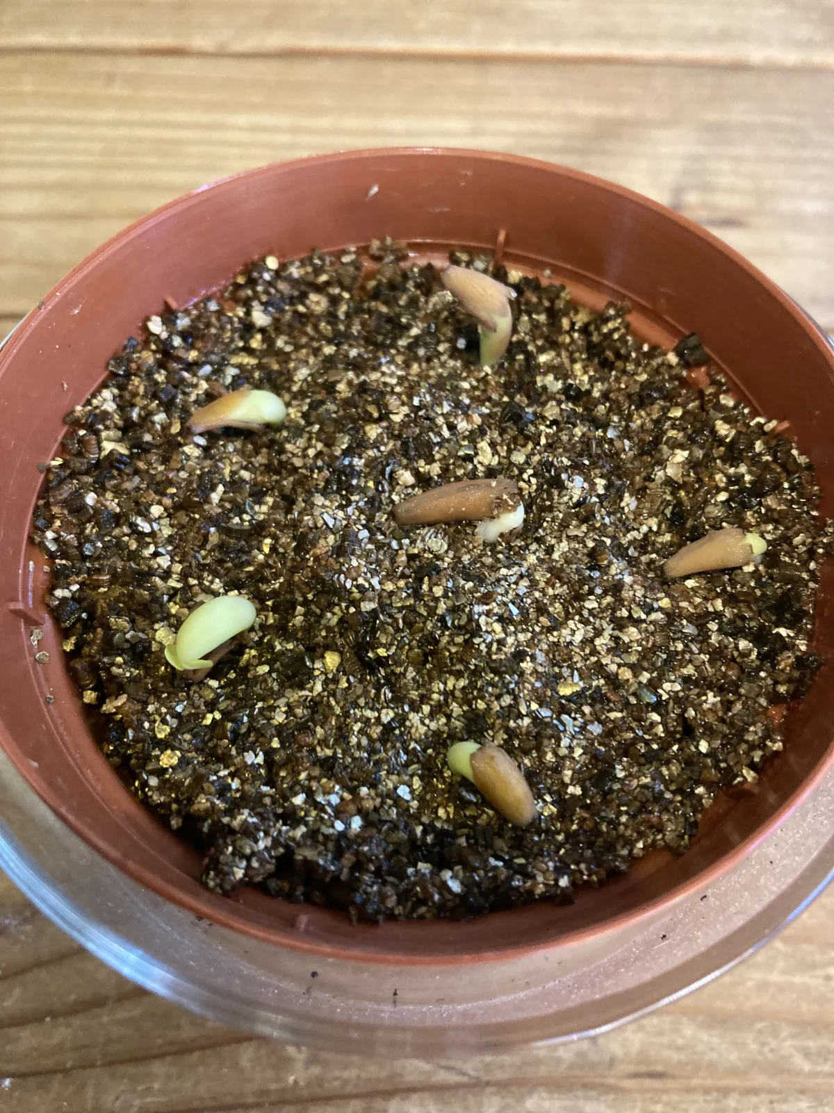 Adenium arabicum Godji hybrid (アデニウム アラビカムゴッジハイブリッド)