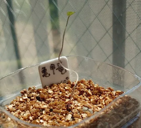 Dioscorea elephantipes (ディオスコレア エレファンティペス)