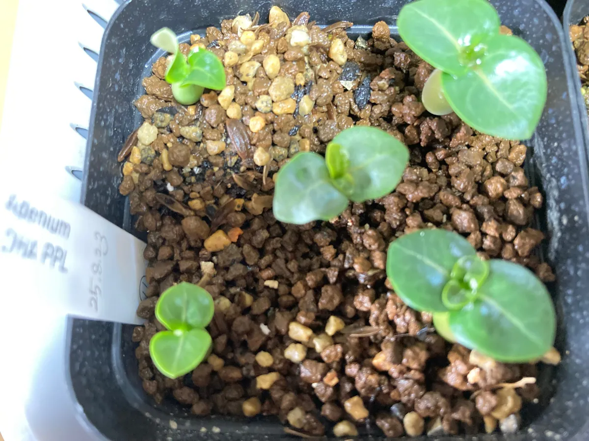 DHA PPL Adenium DHA PPL (アデニウム)