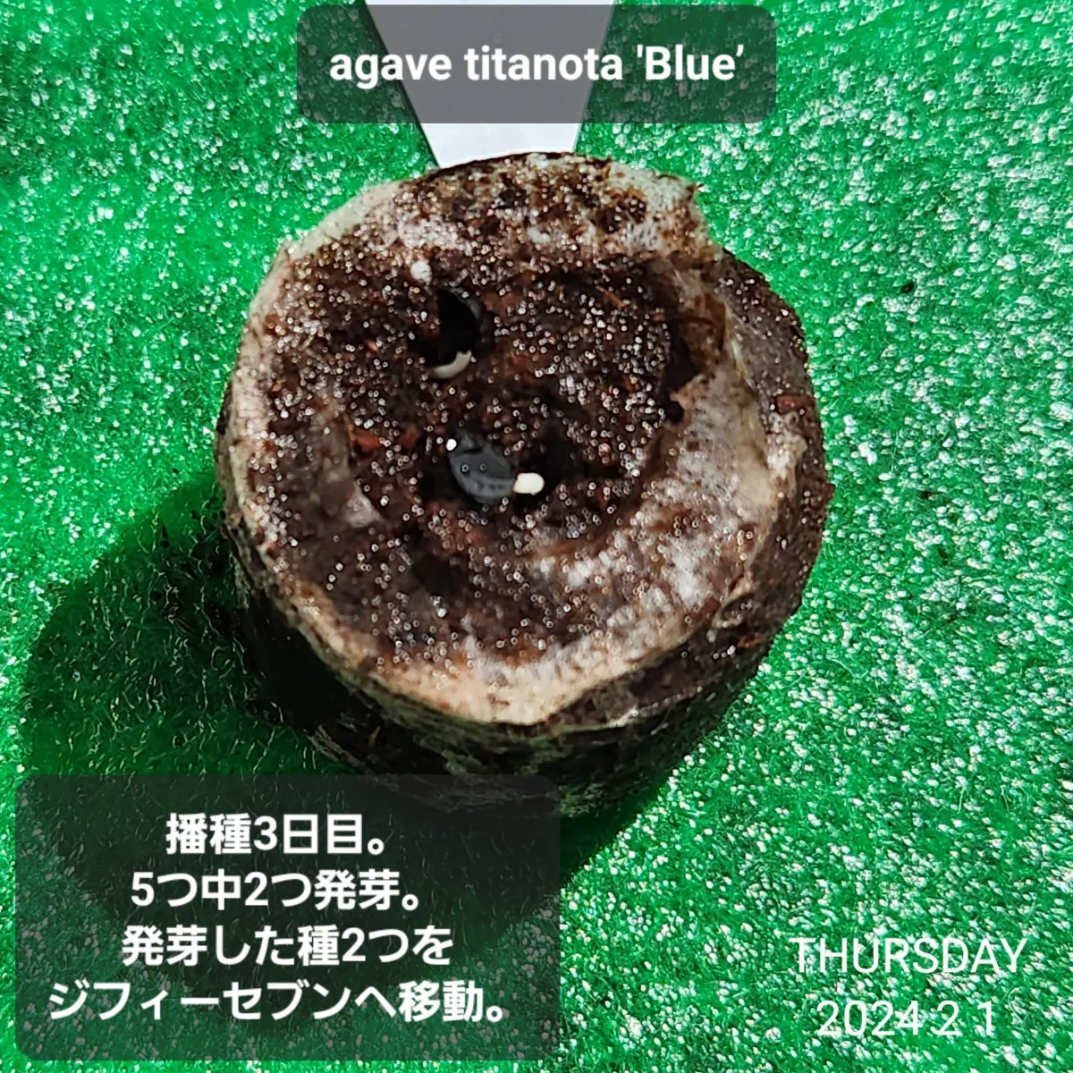 Agave titanota Blue Lot. (アガベ チタノタブルー)