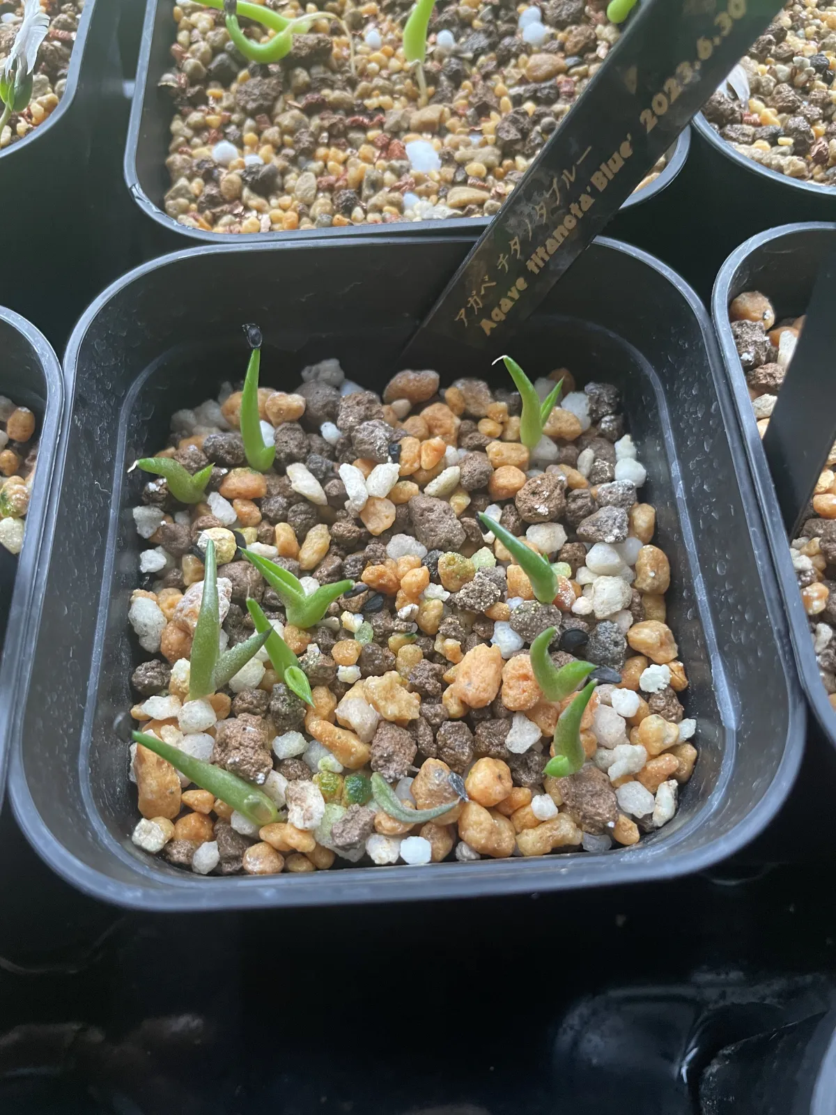 Agave titanota Blue Lot. (アガベ チタノタブルー)