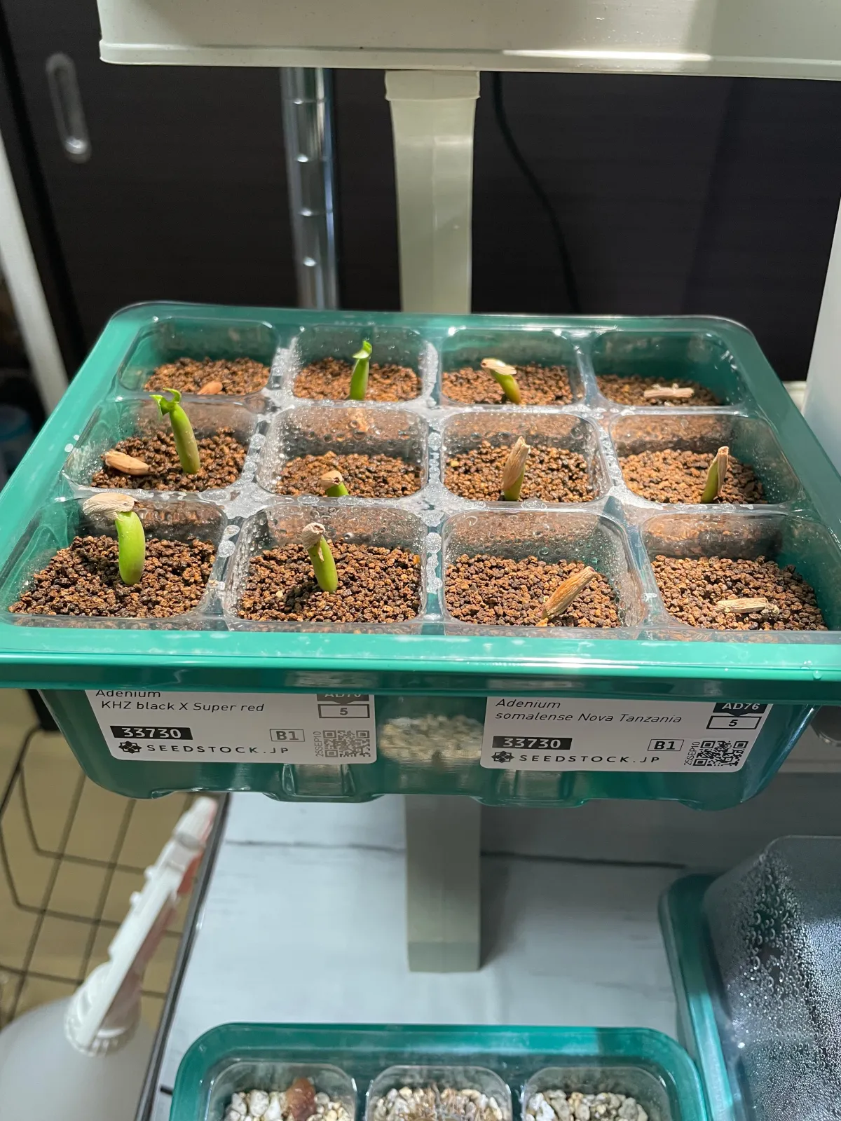 Adenium somalense  Nova Tanzania (アデニウム ノヴァ タンザニア)