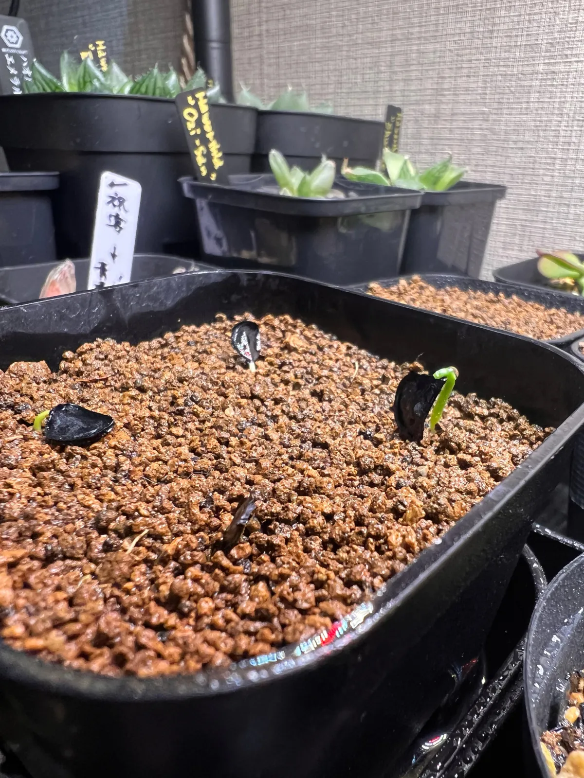 Agave inaequidens ssp. inaequidens (アガベ インアクイデンス)